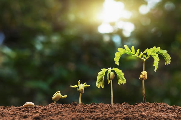 seed cycle